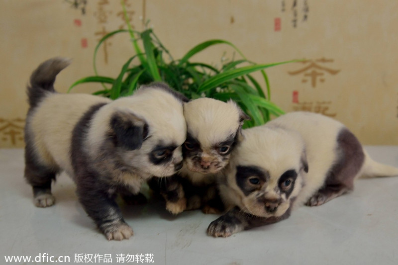 Puppies with identity crisis born in E China