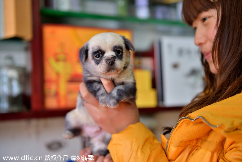 Puppies with identity crisis born in E China