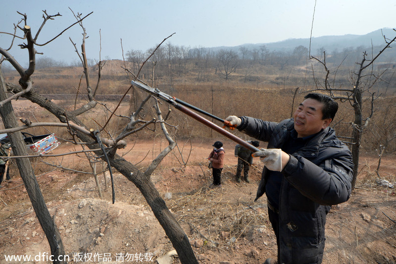 Planting forests on barren hills