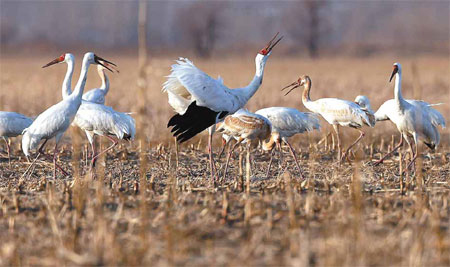 White Crane dance takes flight