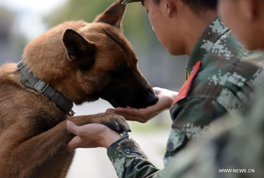 Police dog training base in Nanjing