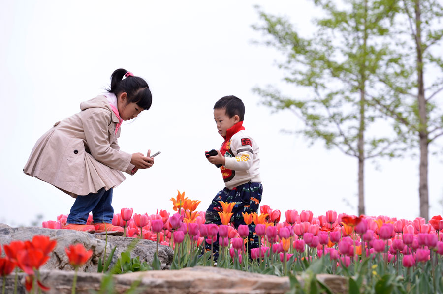 Tulip named by Chinese first lady goes on show