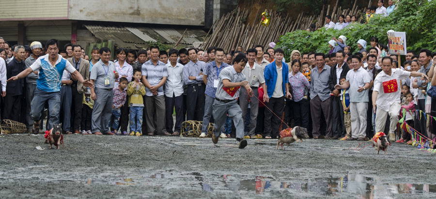 Fast-pacing piglets in S China