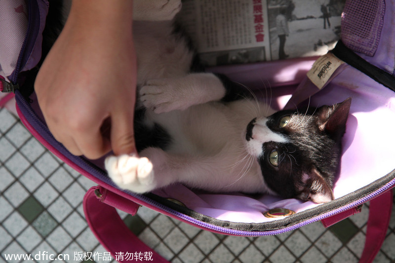 Cat care shop faces closure, some felines need a home