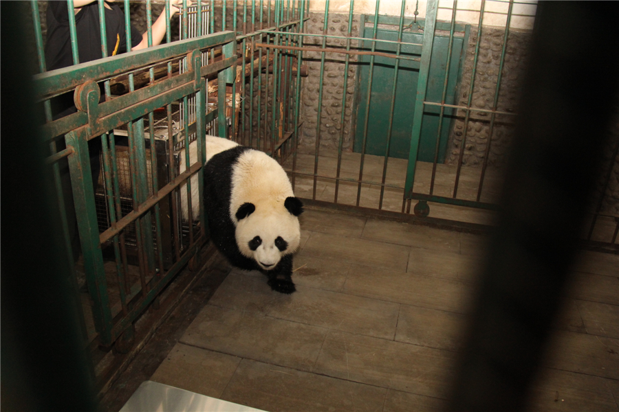 US-born pandas arrive at Chinese research base