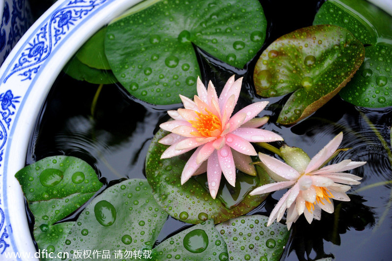 Shanghai water lilies burst into bloom