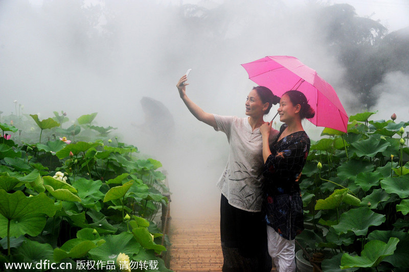 Shanghai water lilies burst into bloom