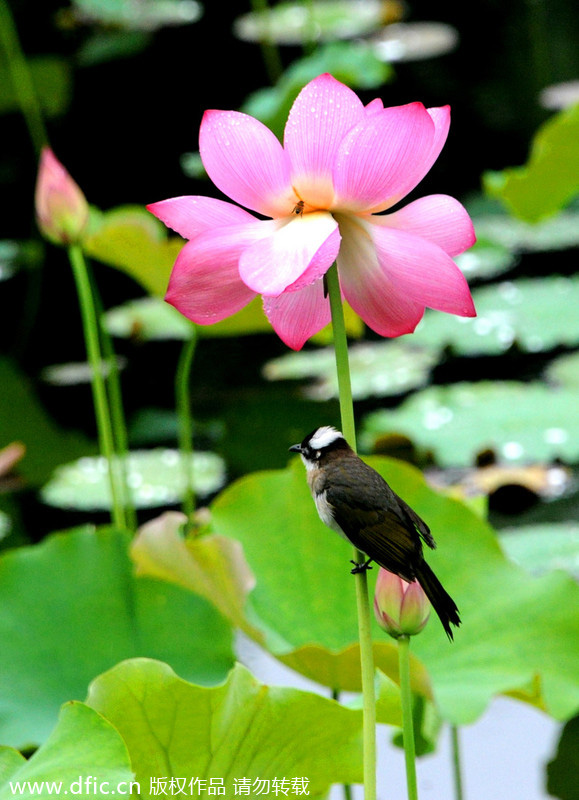 Shanghai water lilies burst into bloom