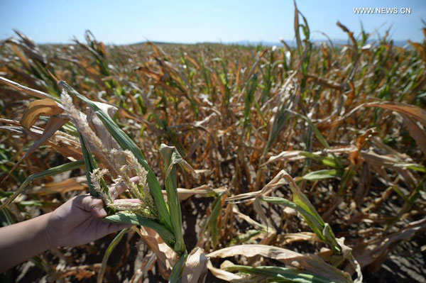 Liaoning suffers the most severe drought since 1951