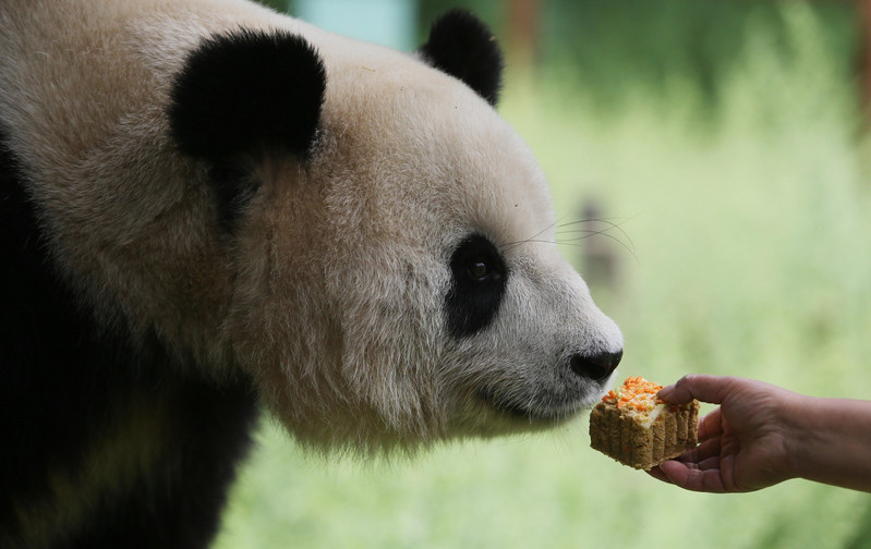 Animals enjoy Moon-cake sweet