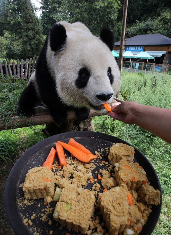 Animals enjoy Moon-cake sweet