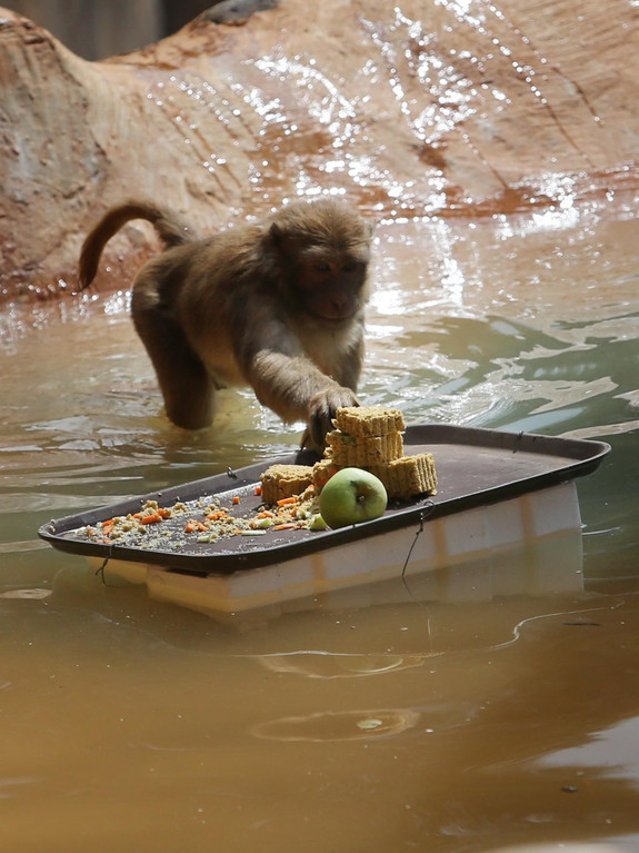 Animals enjoy Moon-cake sweet