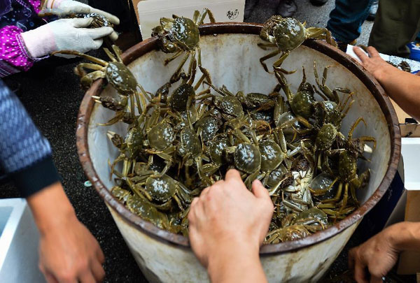 Crab harvest in China's Yangcheng Lake