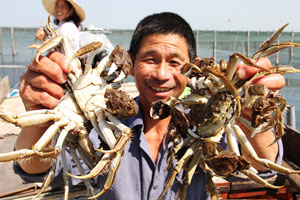 Crab harvest in China's Yangcheng Lake