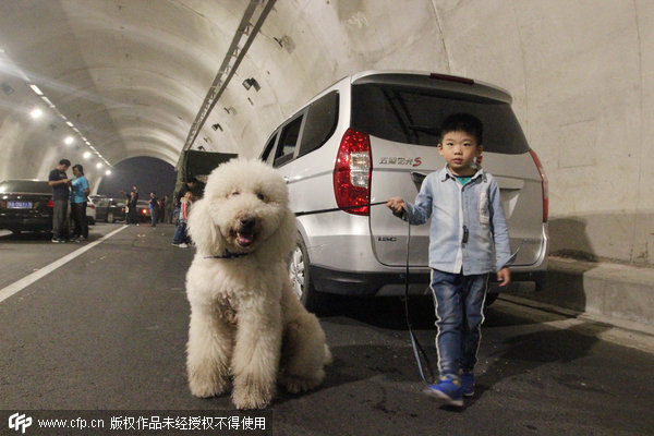 Traffic jam turns tunnel into a dog-walking lot