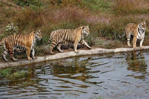 China intensifies protection for Siberian tigers