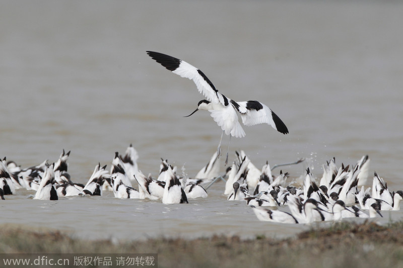 Poyang Lake witnesses its migratory guests