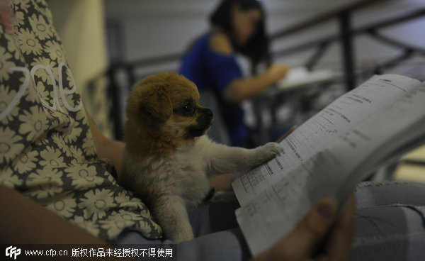 Chinese students turn to pets for company