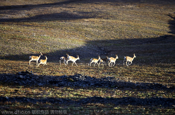 China's Kekexili applies for world heritage