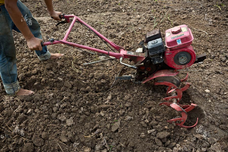 Young men farm for the future