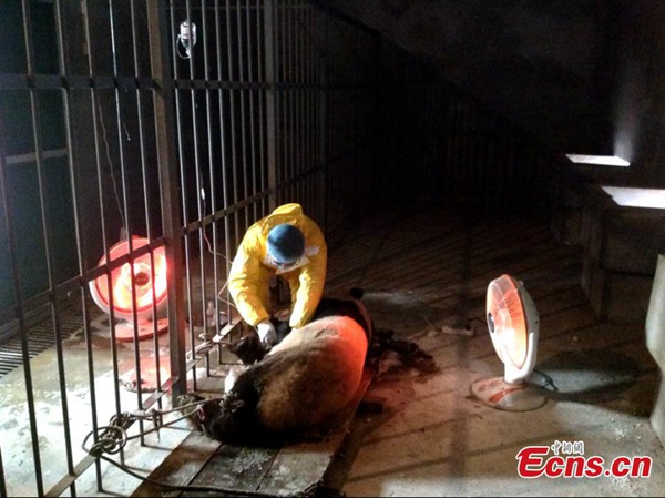 Ill pandas under treatment in NW China