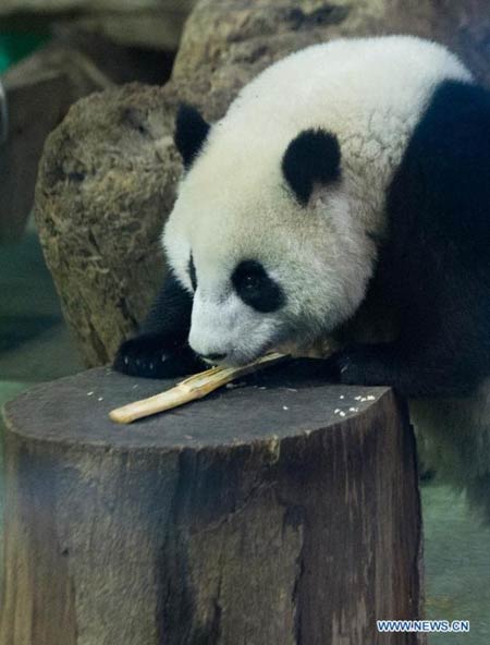 Giant panda cub 'Yuanzai' takes first bite