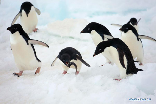 Penguins play near Zhongshan Antarctic Station