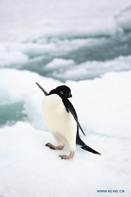 Penguins play near Zhongshan Antarctic Station