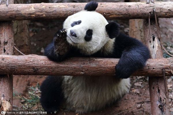 Tuckered out panda goes viral