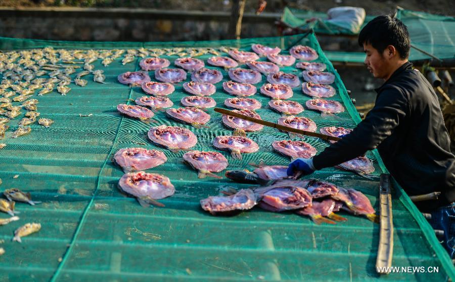 Harvest time of fish starts in E China's Zhejiang