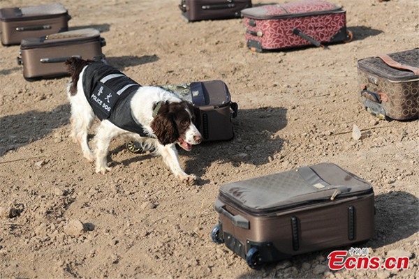 Police canines prep for travel season