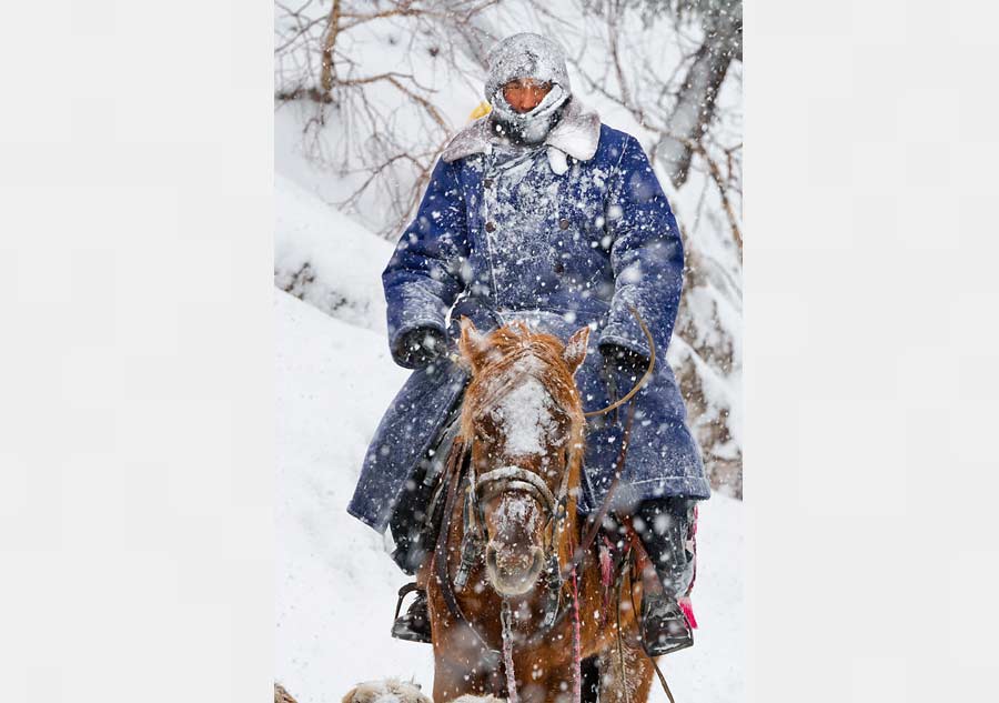 Braving the snow for greener pastures