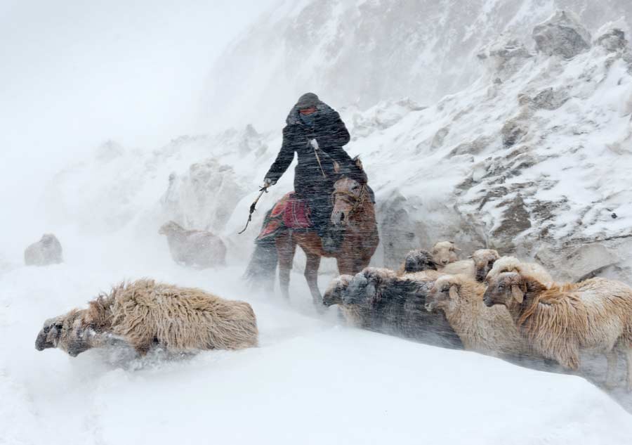 Braving the snow for greener pastures