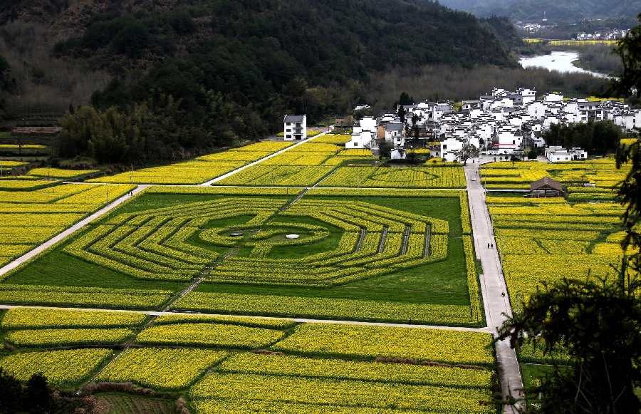 Canola flowers form the emblem of harmony