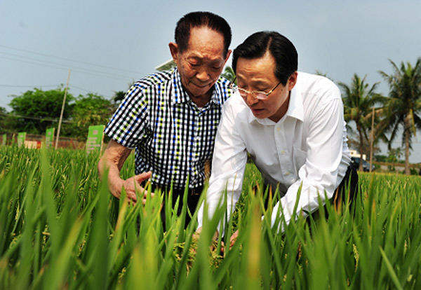 Super hybrid-rice sees massive yield drop