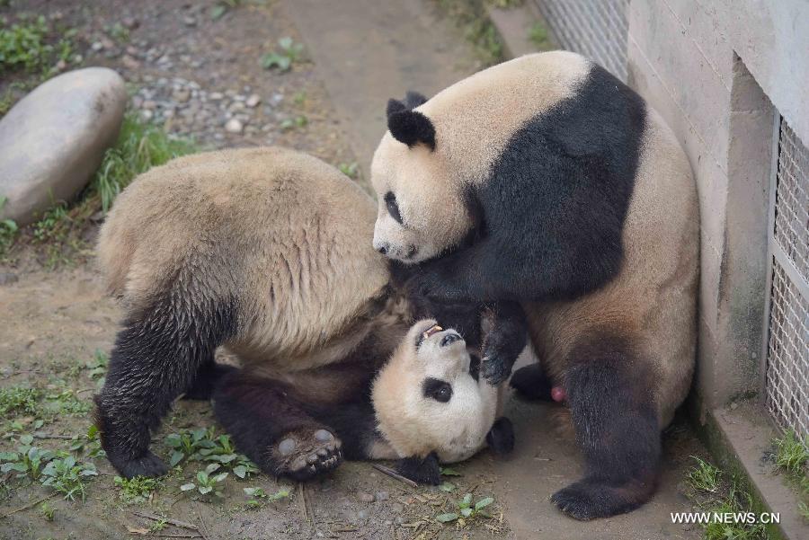 Pandas artificially inseminated at Sichuan's Bifengxia base