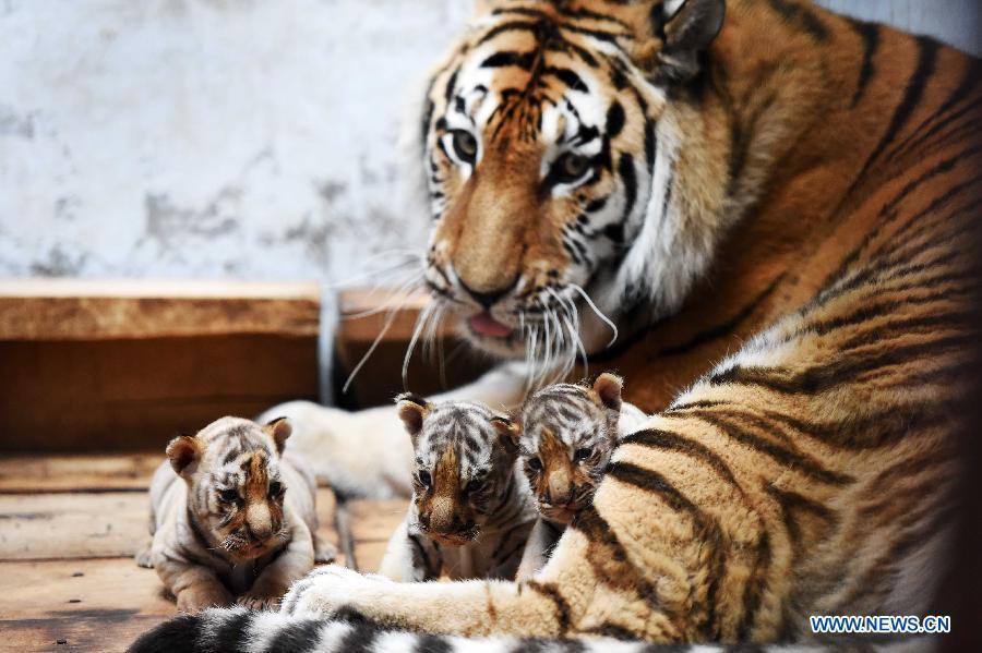 Siberian tiger cubs in NE China