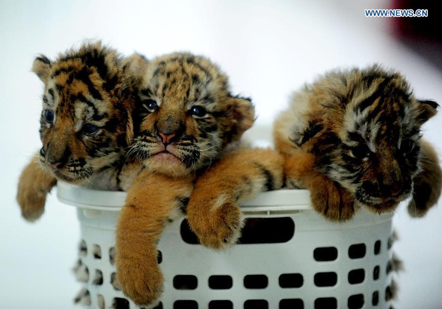 3 Siberian tiger cubs become 1 month old