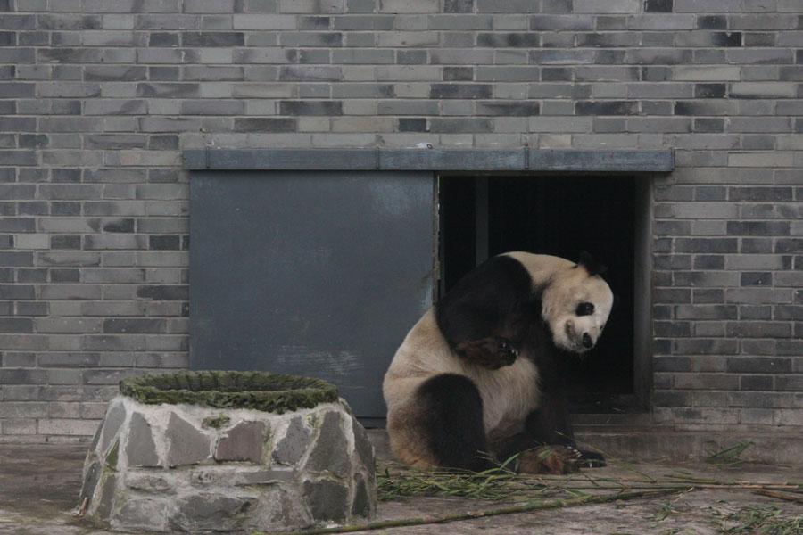 World's first panda hospital in Dujiangyan city