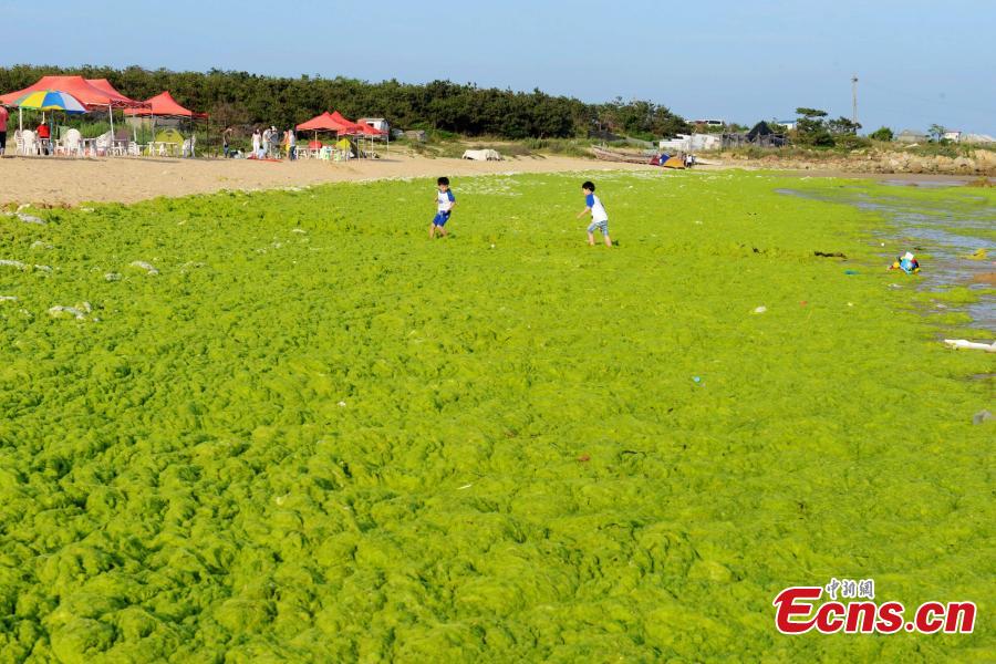 Coastal city suffers from algae invasion again