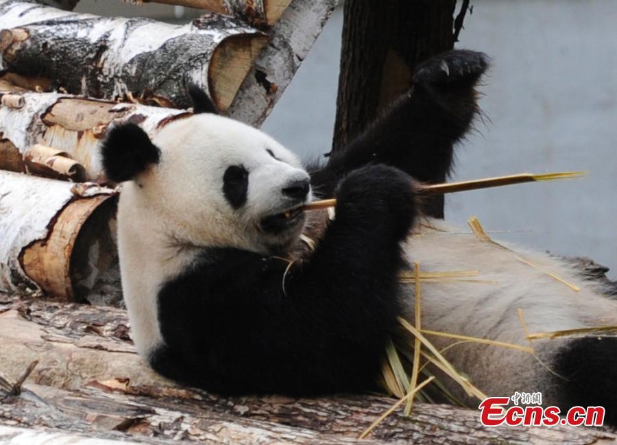 Pandas meet the public for the first time in NE China