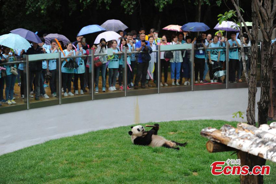 Pandas meet the public for the first time in NE China