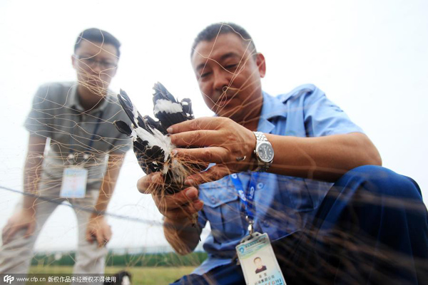 Tricks airports use to scare away birds