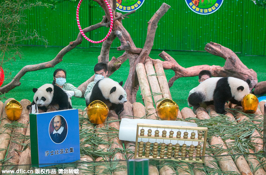 Only living panda triplets celebrate first birthday