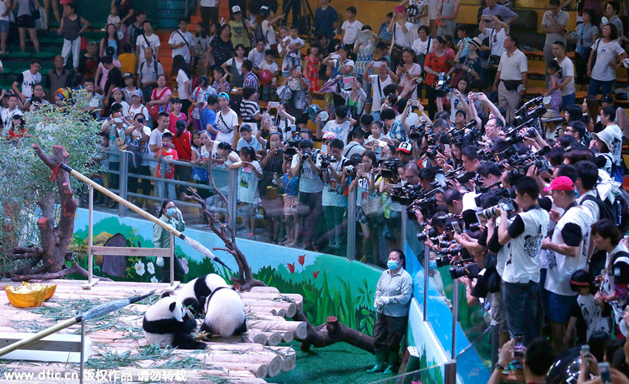 Only living panda triplets celebrate first birthday