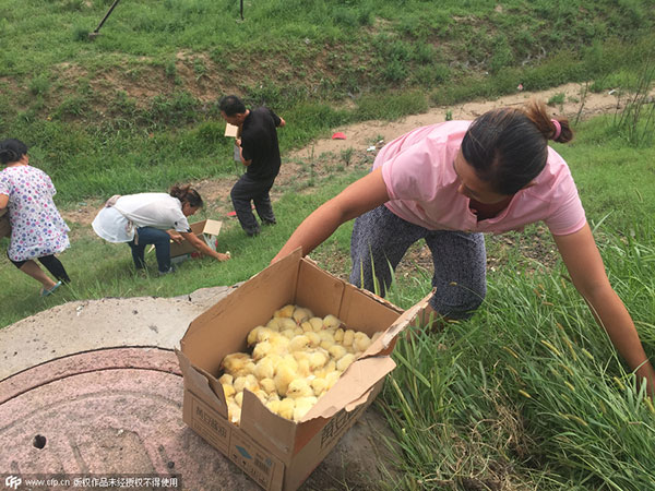 Looters seize chicks spilled on road