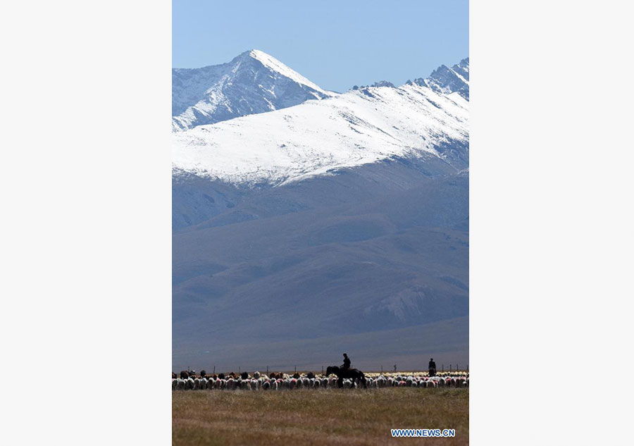 Herdsmen move animals to winter pastures in Xinjiang