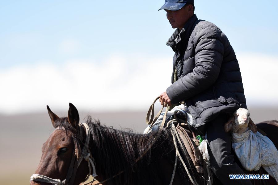 Herdsmen move animals to winter pastures in Xinjiang