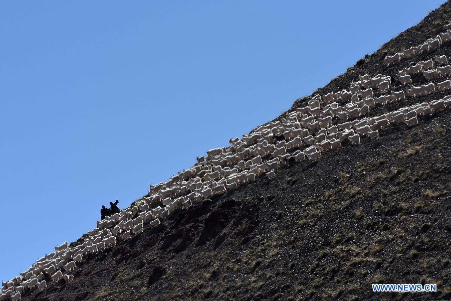 Herdsmen move animals to winter pastures in Xinjiang