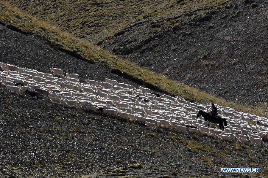 Herdsmen move animals to winter pastures in Xinjiang